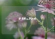 抖音粉丝秒到账