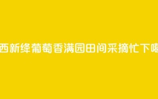 山西新绛：葡萄香满园 田间采摘忙