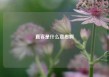 直客是什么意思啊