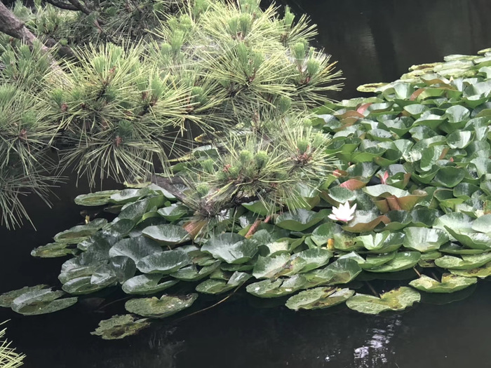 花开之处，便是故地  第10张