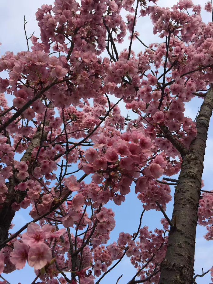 花开之处，便是故地  第14张