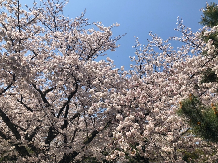 花开之处，便是故地  第20张